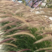 紫穗狼尾草种子，生命力旺盛，适应性强，粗话管理，发芽率高