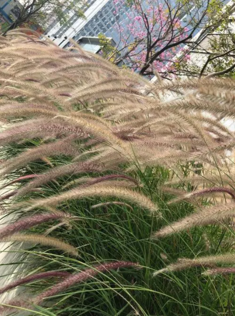 紫穗狼尾草种子，生命力旺盛，适应性强，粗话管理，发芽率高