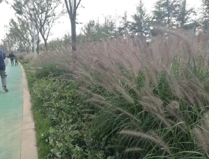 紫穗狼尾草种子，生命力旺盛，适应性强，粗话管理，发芽率高