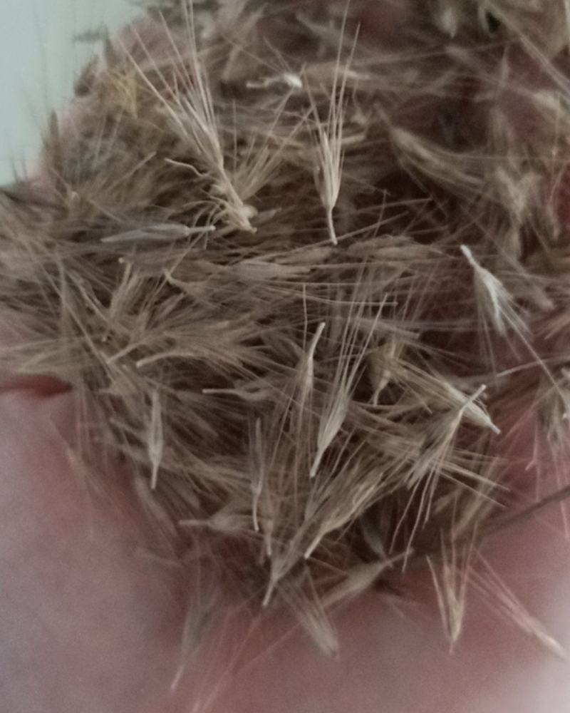紫穗狼尾草种子，生命力旺盛，适应性强，粗话管理，发芽率高