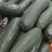 【精品吊冬瓜】产区直发量大从优，品质保证欢迎来电订购