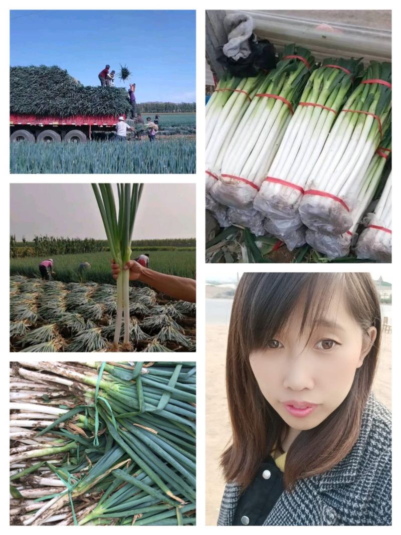 章丘大葱【热卖中】江苏产地对接电商，商超，超市代发全国