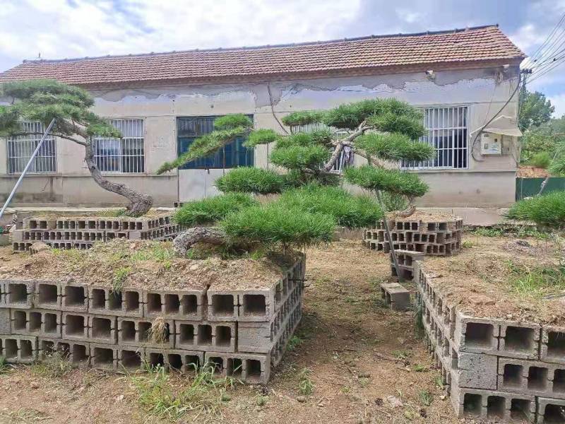 精品邻水造型松迎客松移栽多年保证成活率