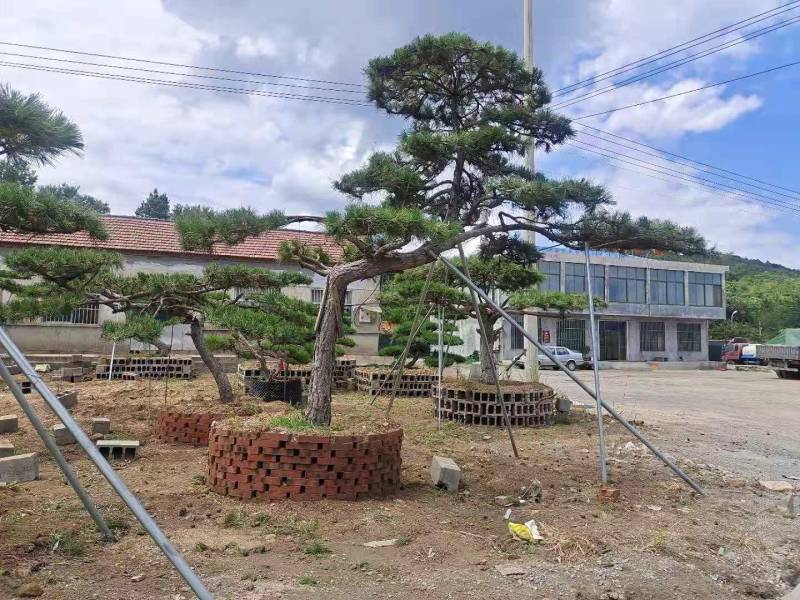 精品邻水造型松迎客松移栽多年保证成活率