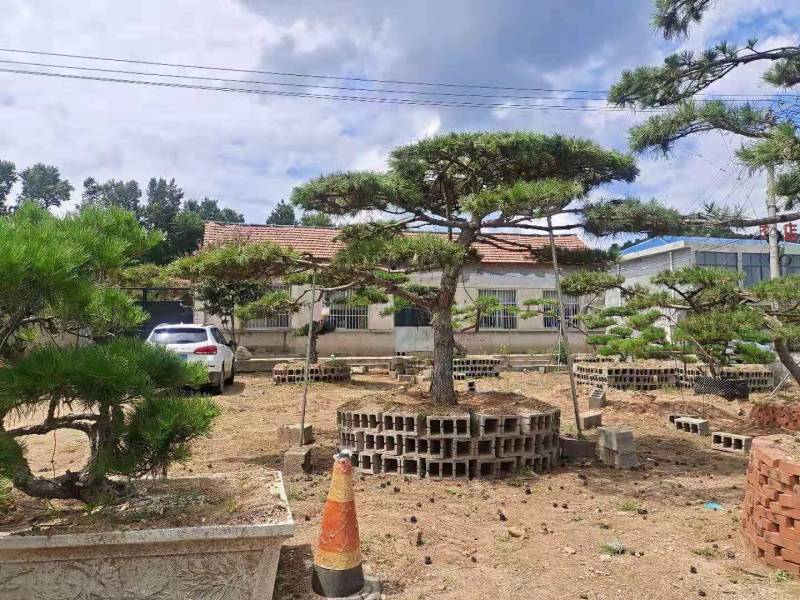 精品邻水造型松迎客松移栽多年保证成活率