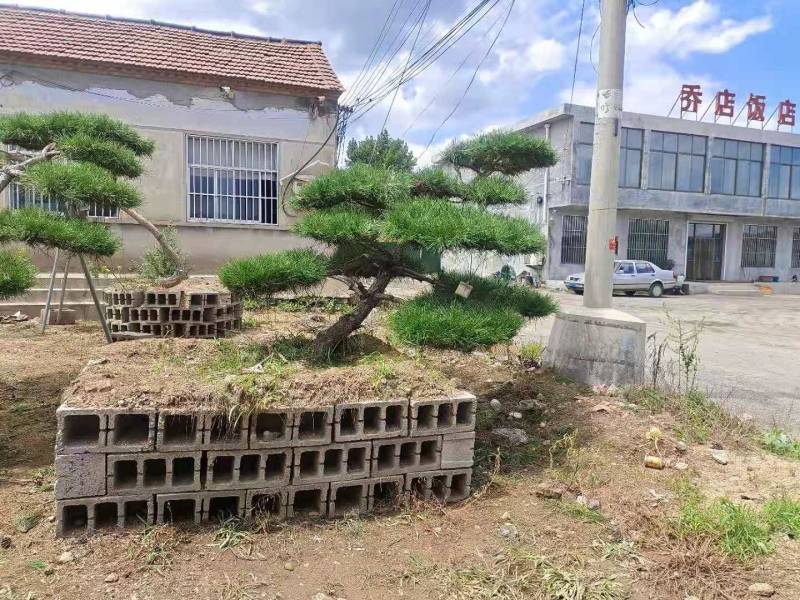 精品邻水造型松迎客松移栽多年保证成活率