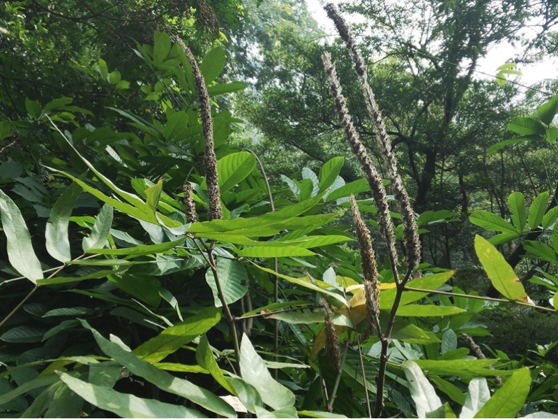 猫尾草种子，牧草种子，当天下单当天发货，包邮