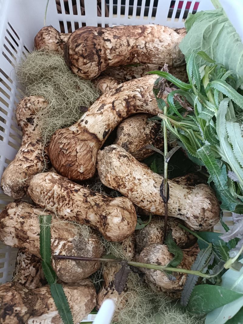 香格里拉新鲜松茸，上好的松茸，松茸醇含量高，