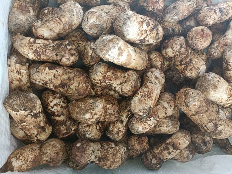 香格里拉新鲜松茸，上好的松茸，松茸醇含量高，