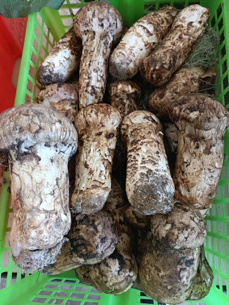 香格里拉新鲜松茸，上好的松茸，松茸醇含量高，