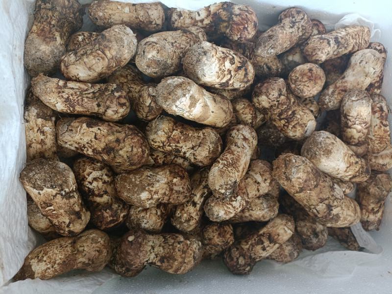 香格里拉新鲜松茸，上好的松茸，松茸醇含量高，