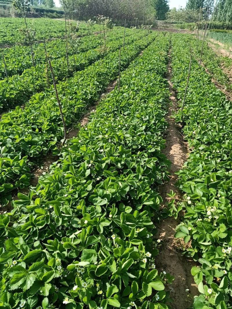 红颜草莓苗，自家育苗，沙原壤土，根系好，无病茵。