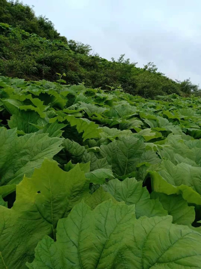 400多亩大黄下半年采挖，有需要的企业和加工厂可以前来基