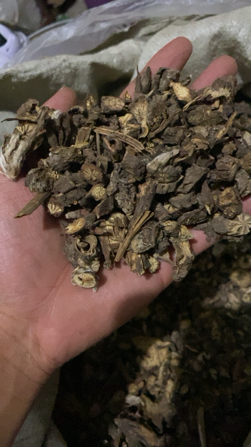 漏芦统货漏芦过筛货供应各种中药材