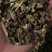 漏芦统货漏芦过筛货供应各种中药材