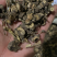 漏芦统货漏芦过筛货供应各种中药材