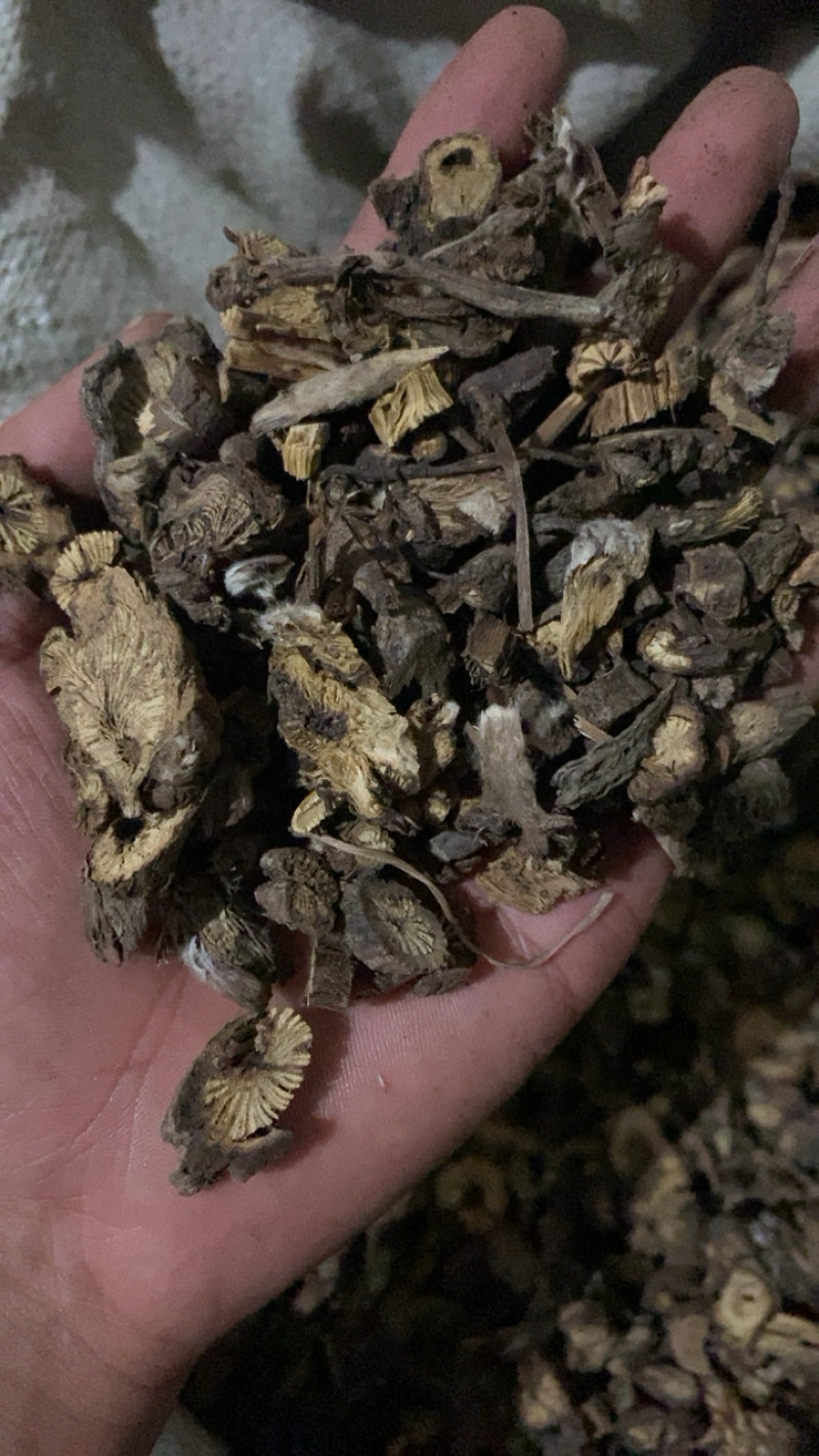 漏芦统货漏芦过筛货供应各种中药材