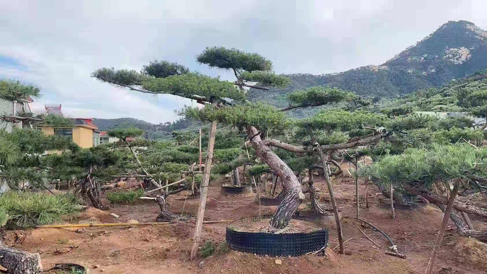 造型油松在庭院中的实景应用