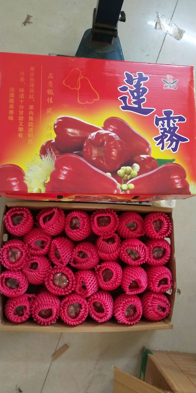 黑金刚莲雾.大叶产地直供