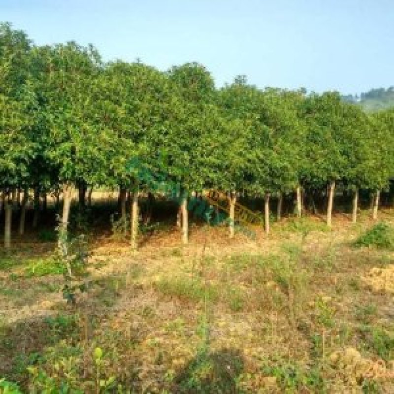 桂花树