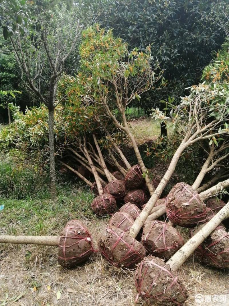桂花树