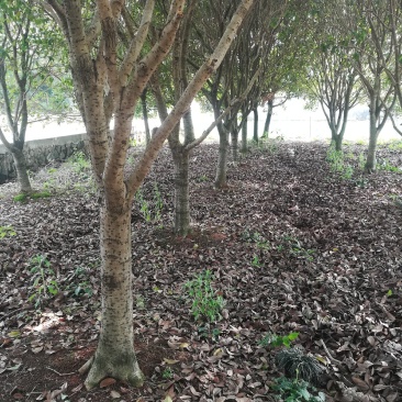 桂花树