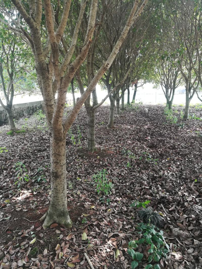 桂花树