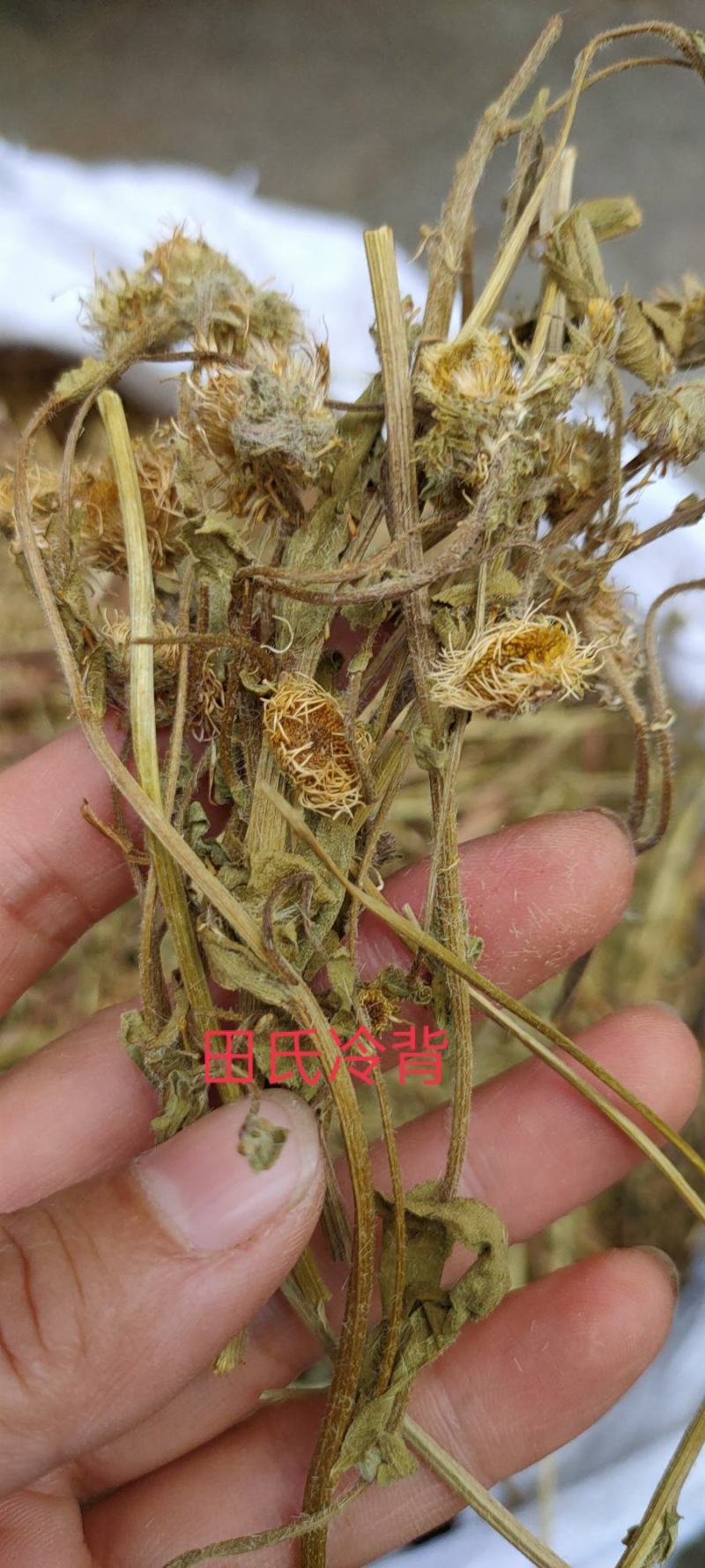 今年新货野生中药材灯盏花灯盏细辛，灯盏草