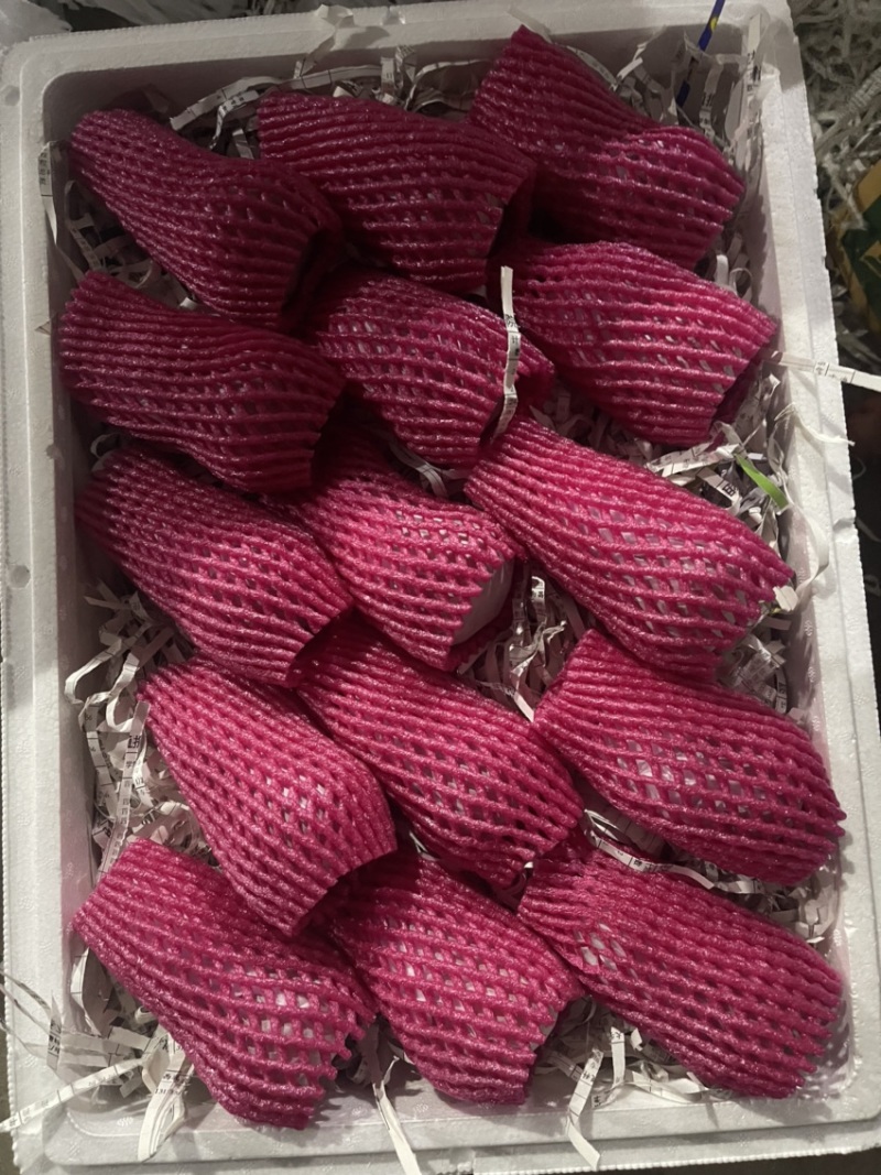 黑金刚莲雾.大叶产地直供