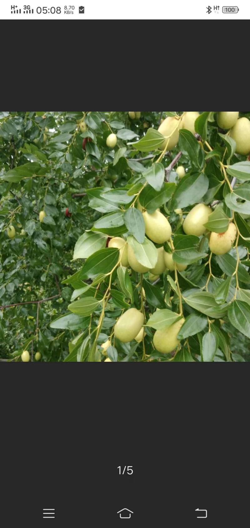 大枣