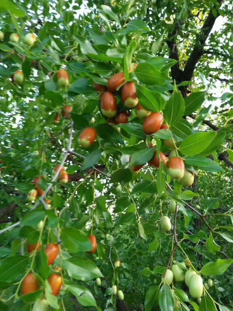 大枣