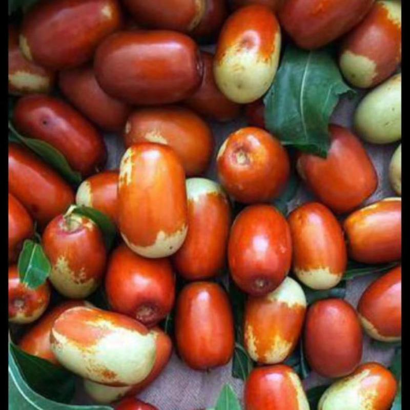 大枣