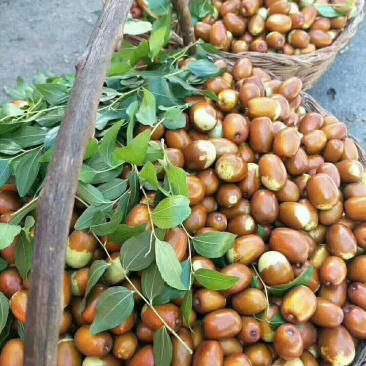 大枣
