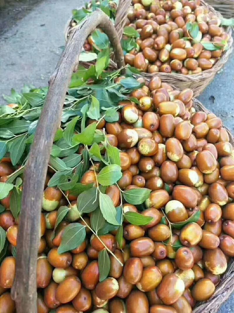 大枣