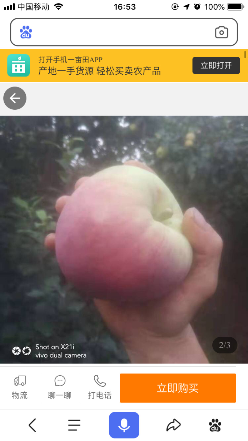 苹果桐木