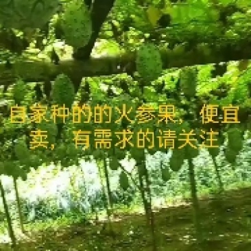 火参果