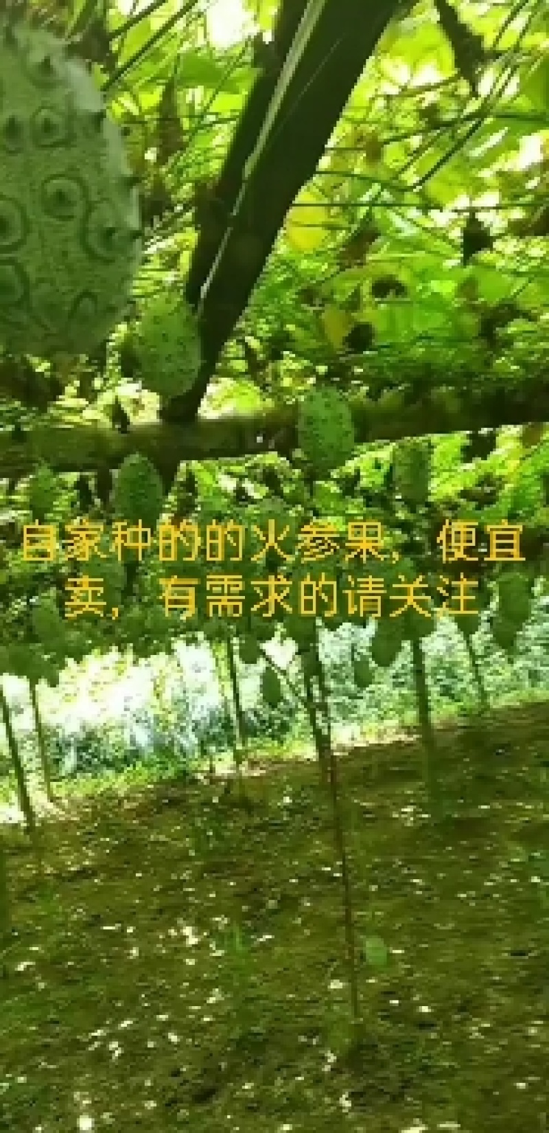 火参果