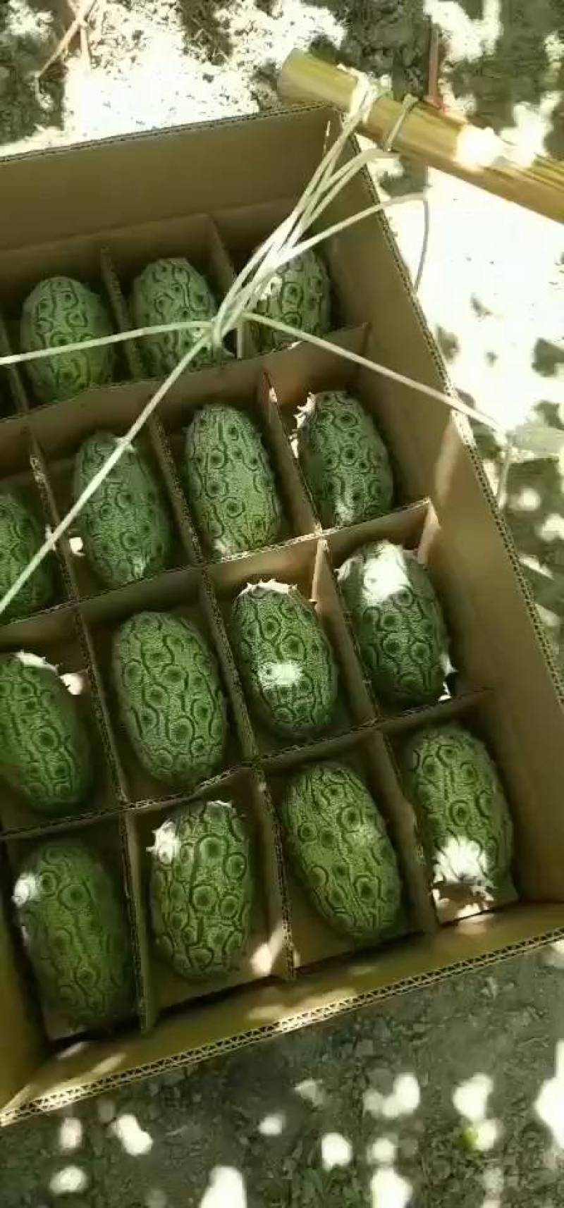 火参果
