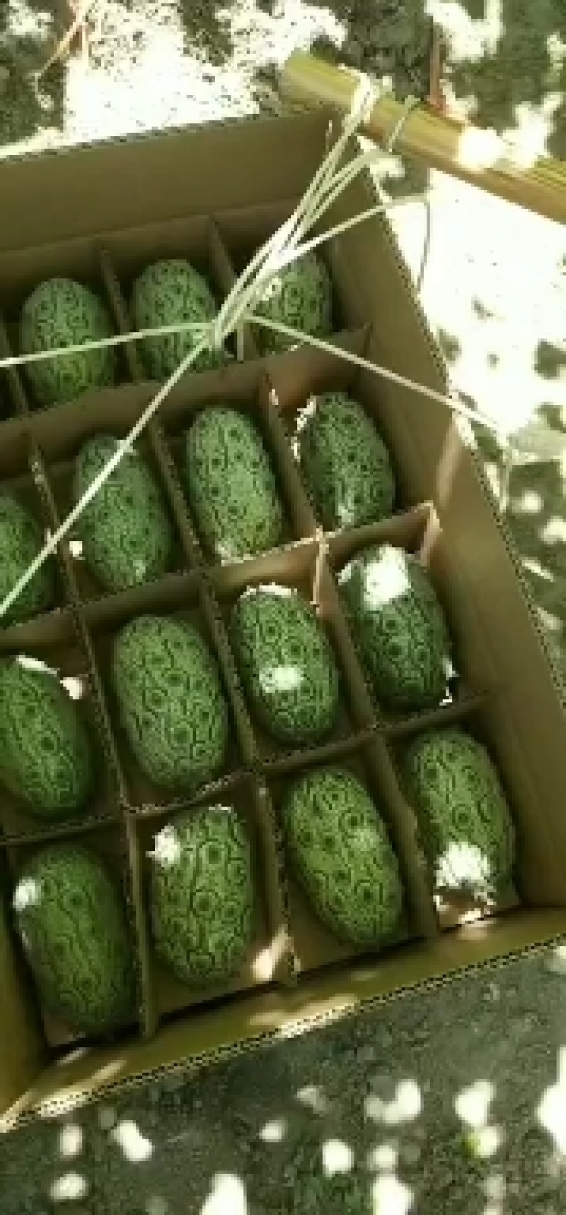 火参果