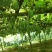 火参果