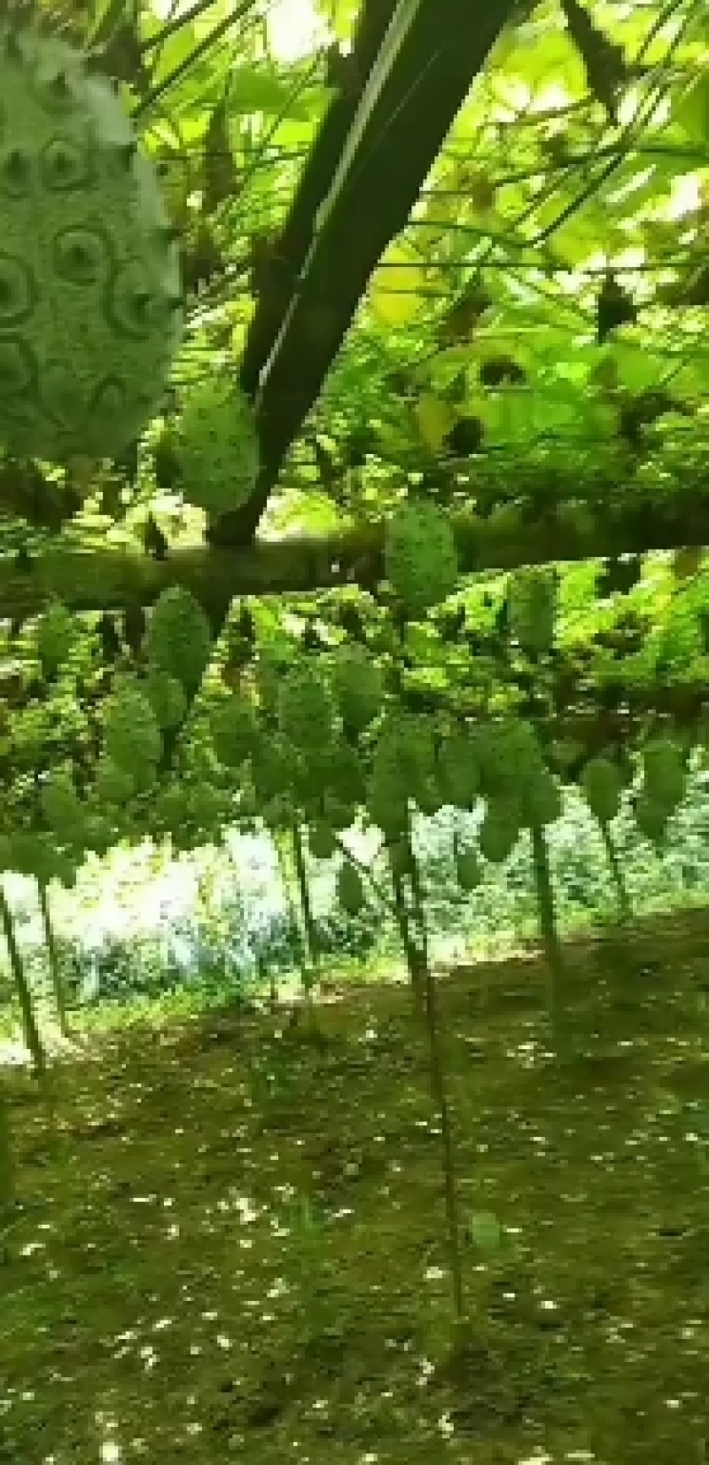 火参果