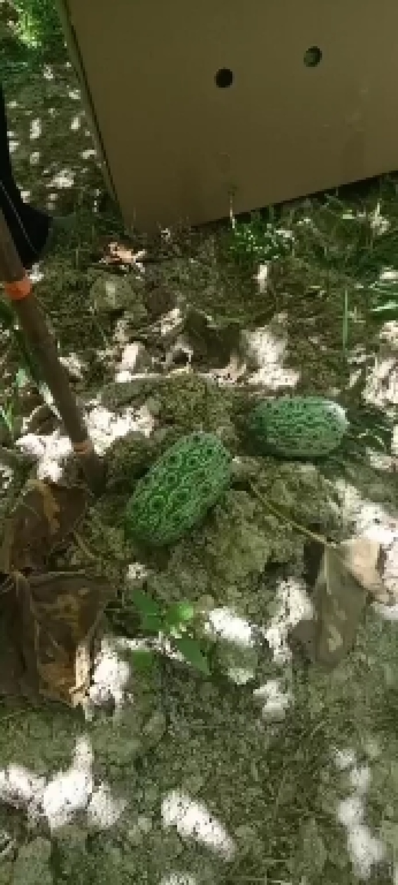 火参果