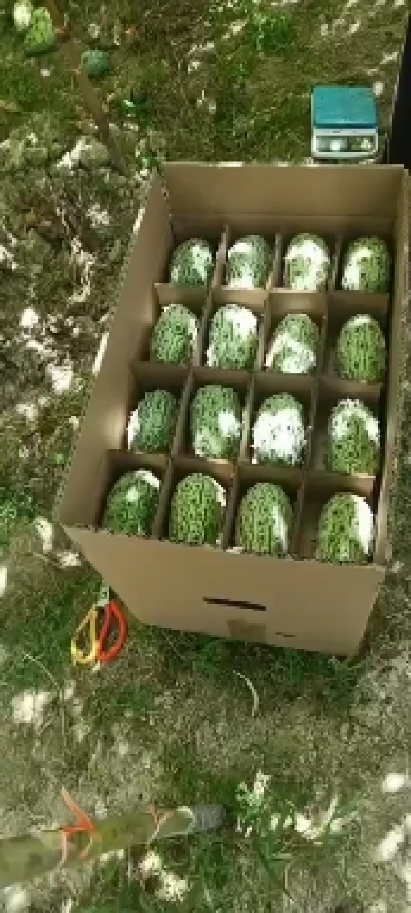 火参果
