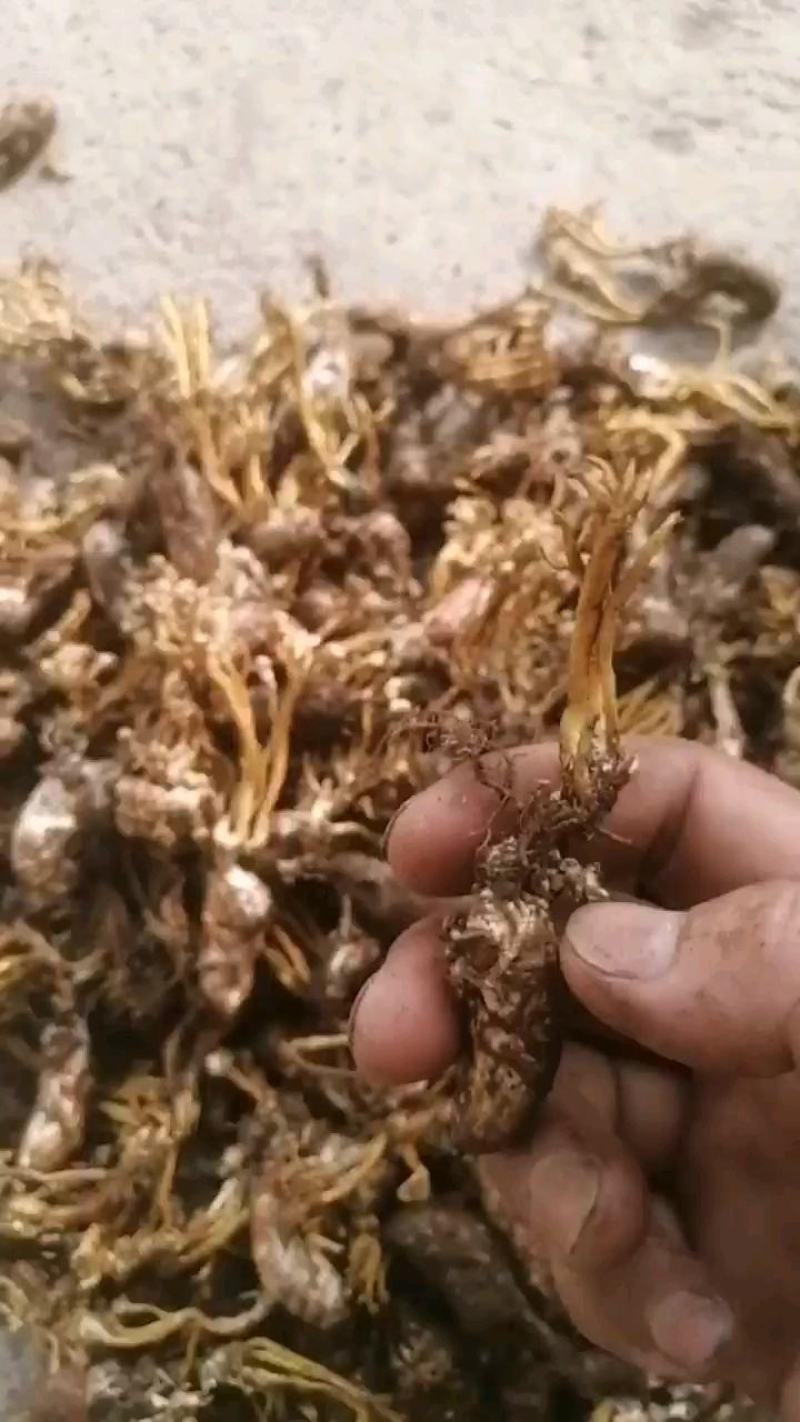 金蝉花大别山品种高海拔生长货源充足量大从优欢迎咨