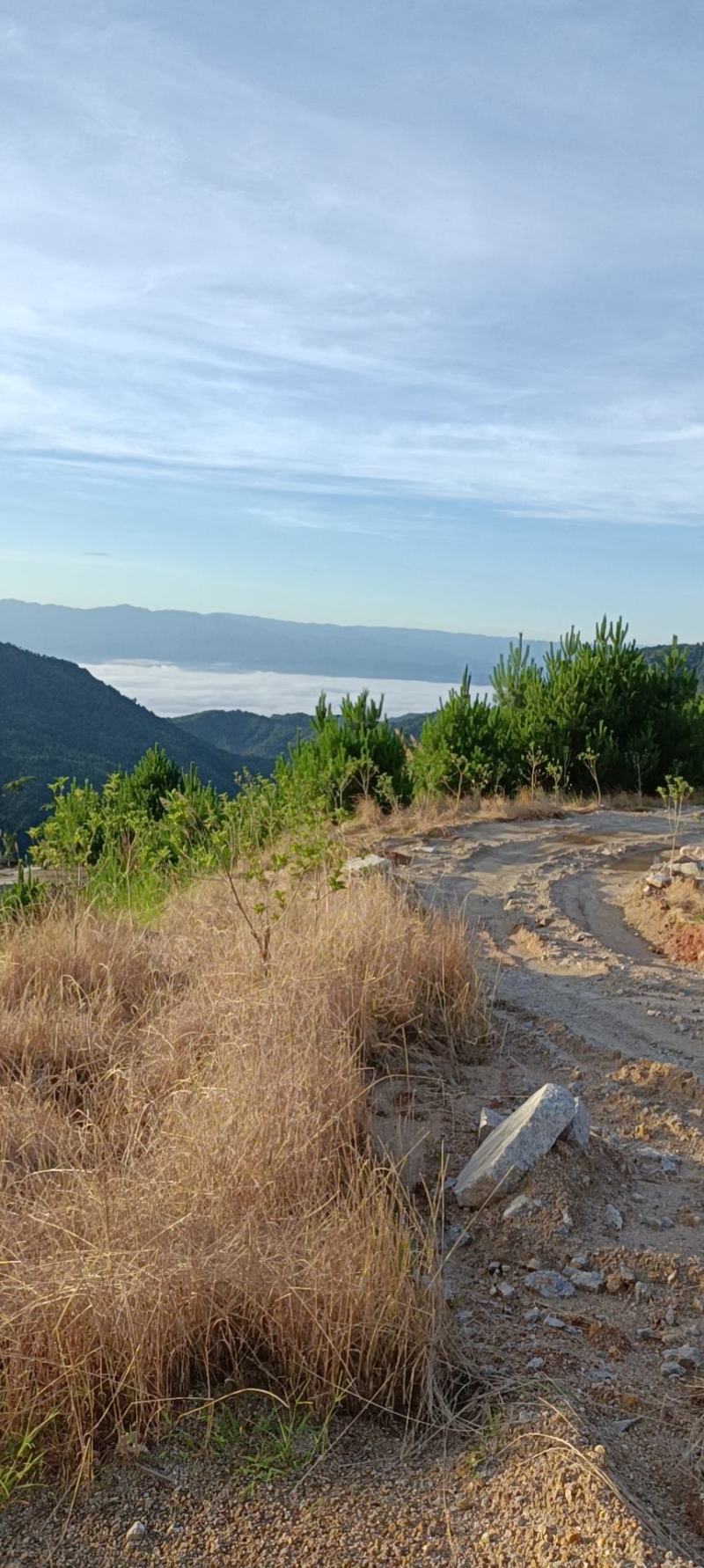 大山里的土蜂蜜