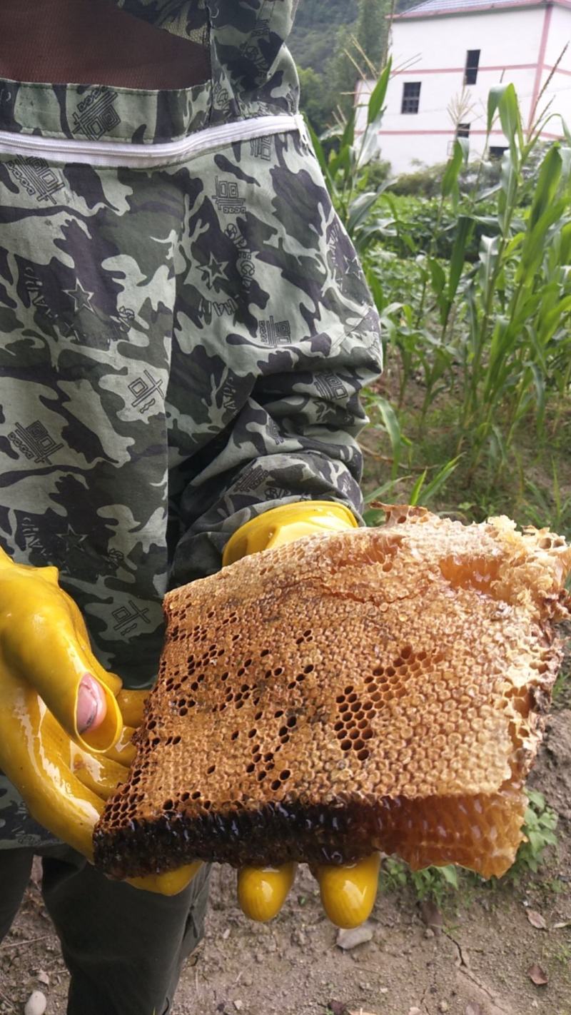 大山里的土蜂蜜