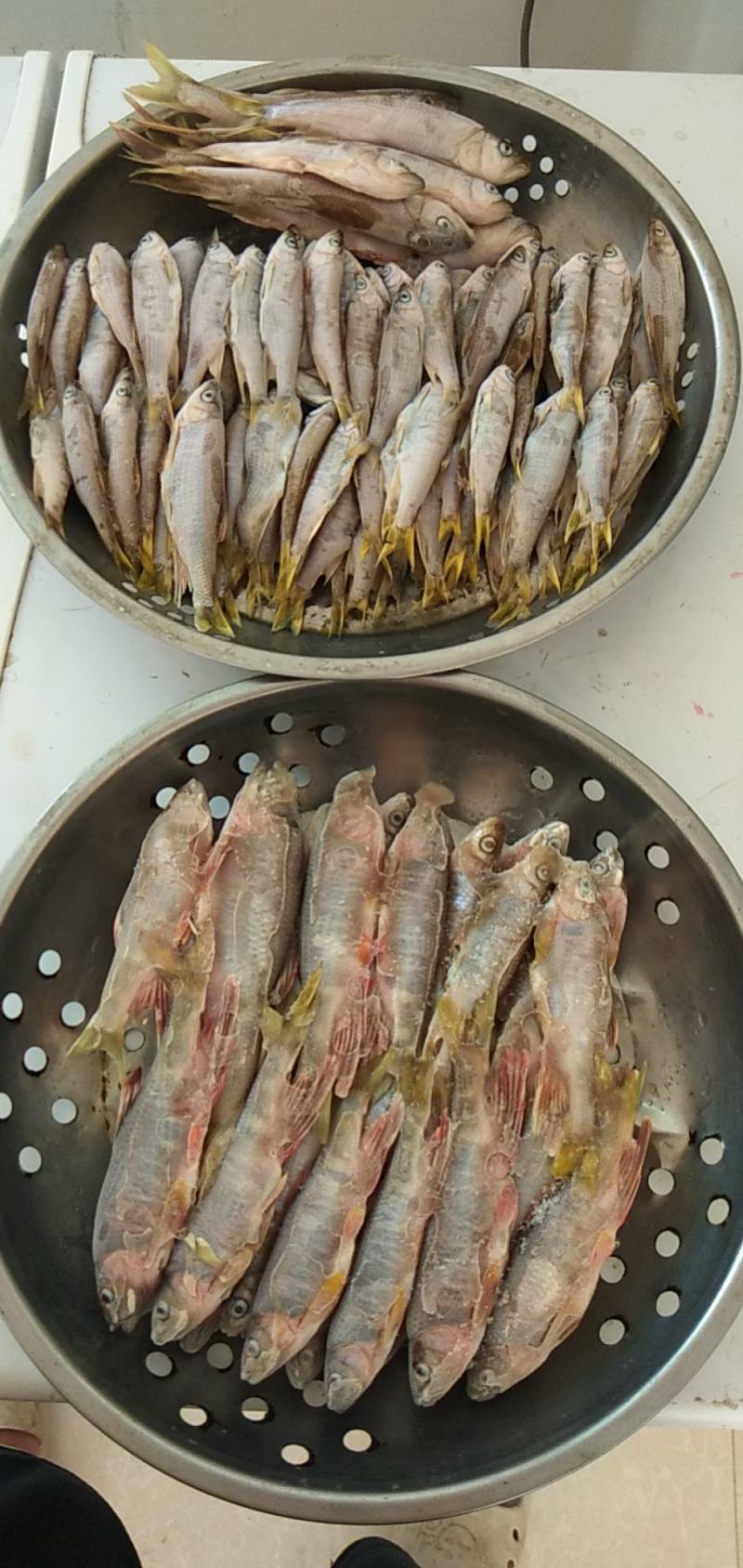 淡水鱼白鱼鲫鱼鲤鱼草鱼鲢鱼马口鱼桃花鱼高山冷水鱼