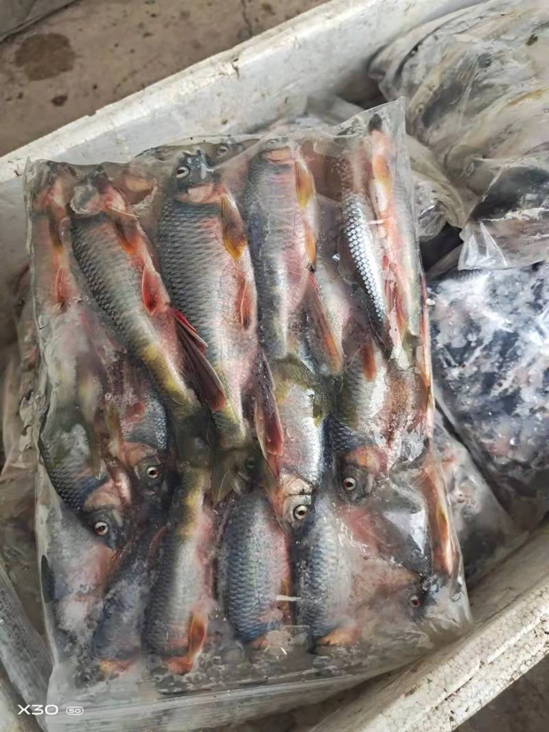 淡水鱼白鱼鲫鱼鲤鱼草鱼鲢鱼马口鱼桃花鱼高山冷水鱼
