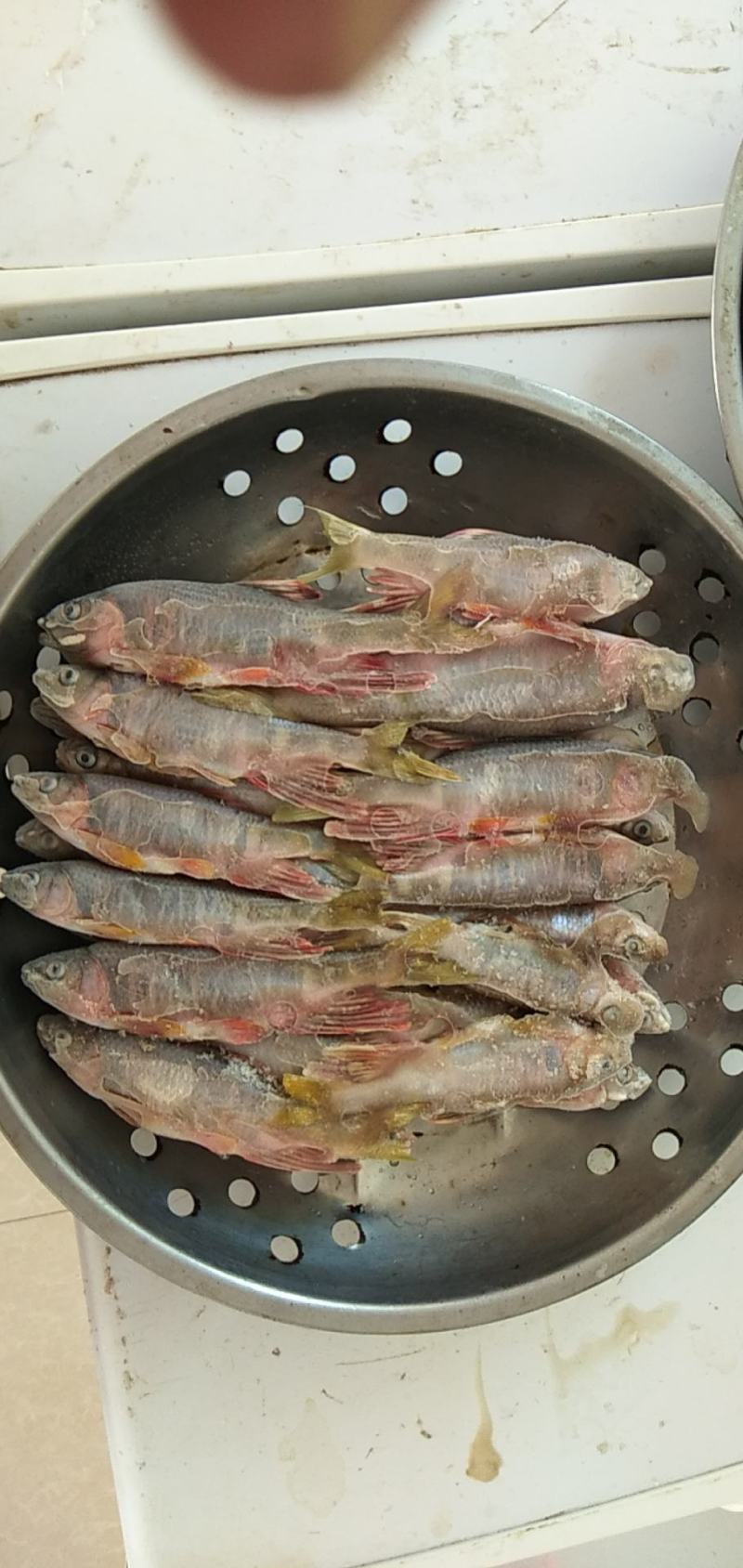 淡水鱼白鱼鲫鱼鲤鱼草鱼鲢鱼马口鱼桃花鱼高山冷水鱼
