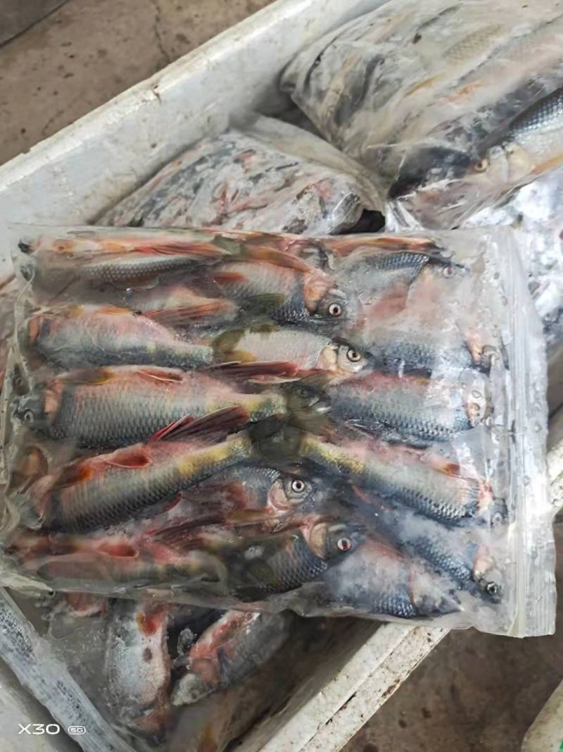 淡水鱼白鱼鲫鱼鲤鱼草鱼鲢鱼马口鱼桃花鱼高山冷水鱼